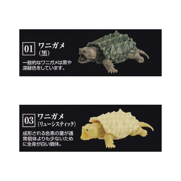 いきもの大図鑑 かめ シリーズ 第3弾 Kame 03 2種セット バンダイ ガチャポン フィギュア カメ 亀 S だいだらぼっちヤフー店 通販 Yahoo ショッピング