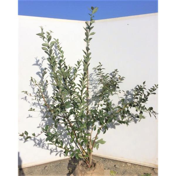 ブルーベリー 苗 大株苗木 ブライトウェル 株立ち 約1 6ｍ 一点物特大株 ラビットアイ系 Buyee Buyee Japanese Proxy Service Buy From Japan Bot Online