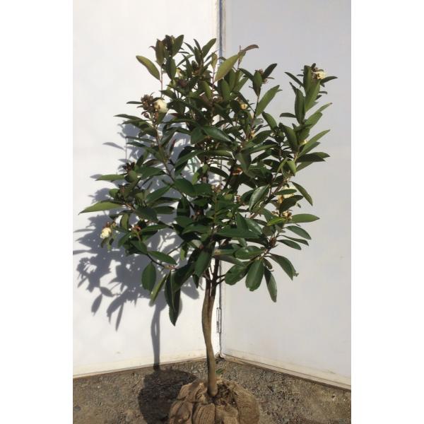 daifukujyubyou_12788godo1210