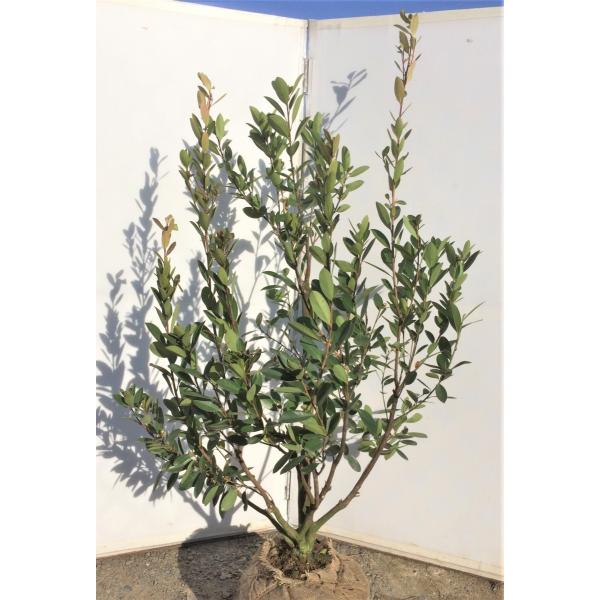 台湾椿 ゴードニア ６本株立ち 約1 7ｍ 特大株 苗木 アキシラリス Buyee Buyee Japanese Proxy Service Buy From Japan Bot Online