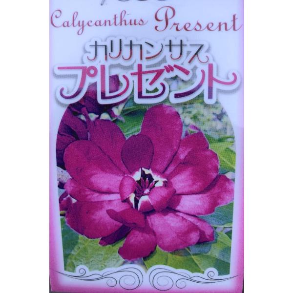 クロバナロウバイ カリカンサス プレゼント 株立ち 約２m 現品発送 豪華株 特大株 希少品種 黒蝋梅 植木苗木 クロロウバイ 黒花蝋梅 Buyee 日本代购平台 产品购物网站大全 Buyee一站式代购 Bot Online