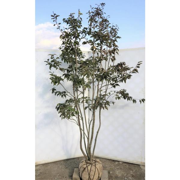 ソヨゴの木 ５本株立ち 約2 2m 現品発送 メス株 常緑樹 美樹形株 Buyee Buyee Jasa Perwakilan Pembelian Barang Online Di Jepang