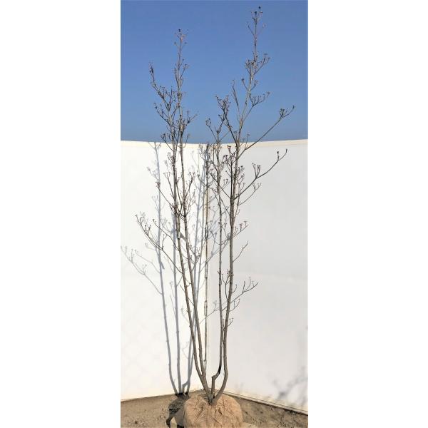 赤花 ハナミズキ 株立ち 約2.4m 現品発送 本株立 花水木 : 大福