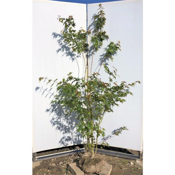 イロハモミジ 株立ち 約1 8m 現品発送 特大株 いろは紅葉 Buyee Buyee 提供一站式最全面最專業現地yahoo Japan拍賣代bid代拍代購服務 Bot Online