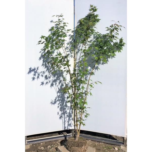 イロハモミジ 株立ち 約1 8m 現品発送 特大株 いろは紅葉 Buyee 日本代购平台 产品购物网站大全 Buyee一站式代购 Bot Online