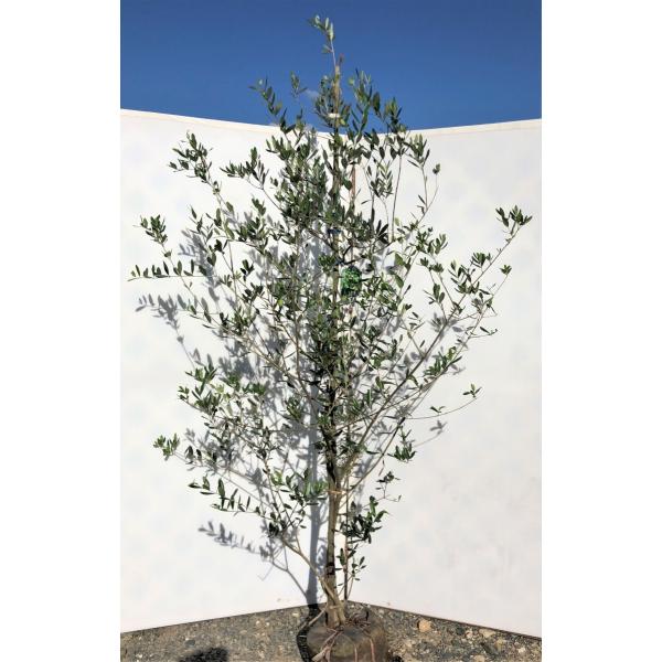 オリーブの木 ネバジロブランコ 約２m 多花品種 現品発送 大型苗木 観葉植物に Buyee 日本代购平台 产品购物网站大全 Buyee一站式代购 Bot Online