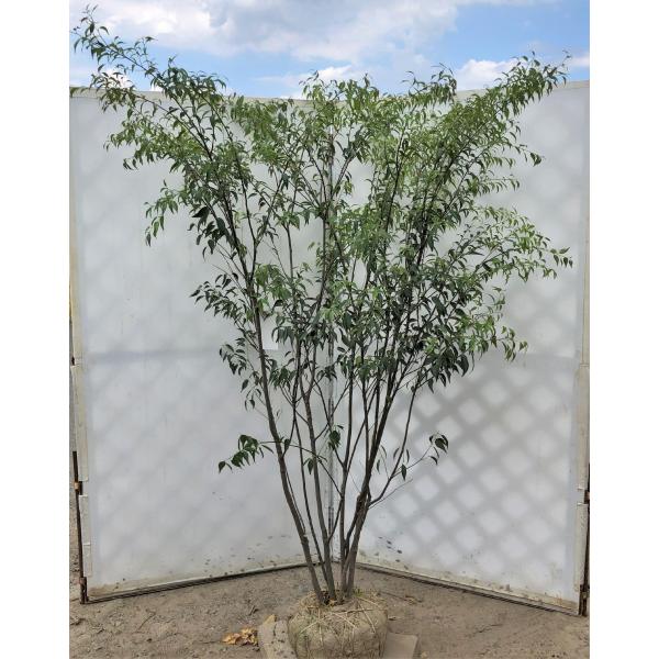 ハイノキ ７本株立ち 約1 9m 美樹形株 現品発送 常緑樹 灰の木 Buyee Buyee บร การต วกลางจากญ ป น ซ อจากประเทศญ ป น