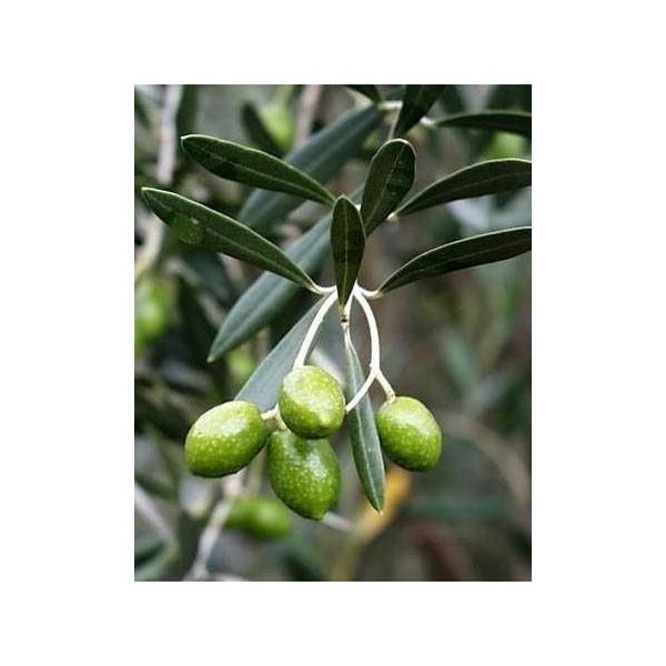 オリーブの木 アルベキーナ 約２m 大株植木苗木 現品発送 観葉植物に Buyee Buyee Japanese Proxy Service Buy From Japan Bot Online