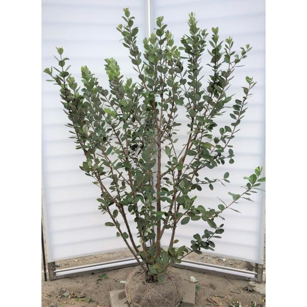 フェイジョア 株立ち 約1 6m ６本株 現品発送 特大植木苗木 Buyee Buyee Japanese Proxy Service Buy From Japan Bot Online