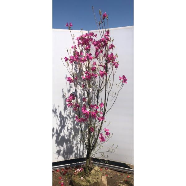 和田ミツバツツジ 約２m 現品発送 美樹形株 ワダミツバ 三つ葉躑躅 Buyee Buyee 日本の通販商品 オークションの代理入札 代理購入