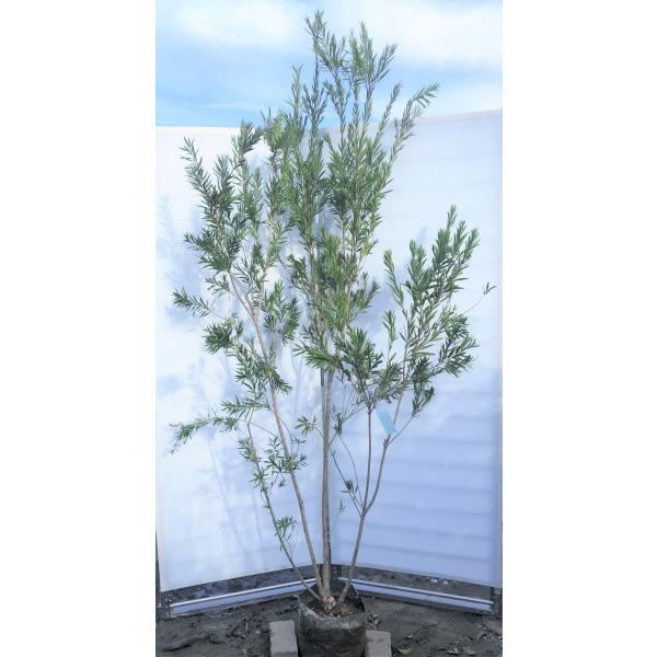 ブラシノキ カリステモン ドーソンリバー 株立ち 約2.2m 特大株植木