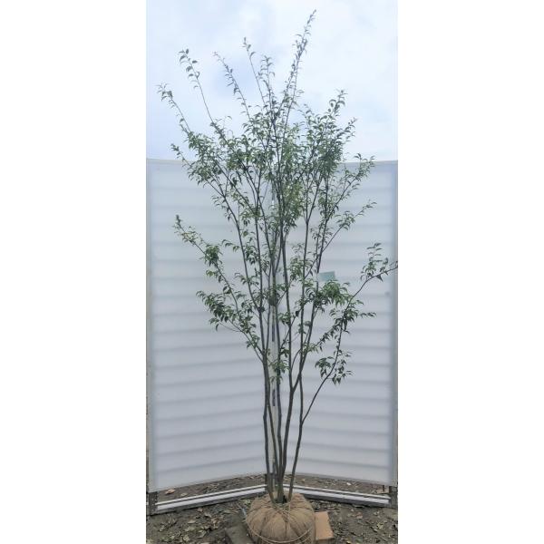 宅送 ハイノキ ６本株立ち 約２m 現品発送 豪華株 特大株植木苗木 灰の木 常緑樹 送料無料 最新モデルが入荷 Www Monautoneuve Fr