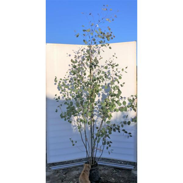 ポポラス 丸葉ユーカリ 株立ち 約２ｍ 現品発送 特大株 植木苗木 丸葉のユーカリの木 鉢植え観葉植物に 常緑樹 送料無料 0348poporasu2321k4 大福樹苗園 通販 Yahoo ショッピング