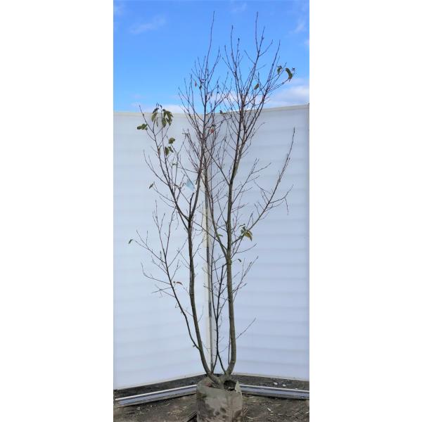 ジューンベリー/大株【現品発送】管理70472 ジューンベリー/大株【現品発送】管理70472