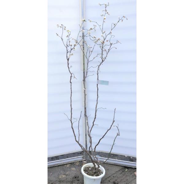 daifukujyubyou_201102unryu1715