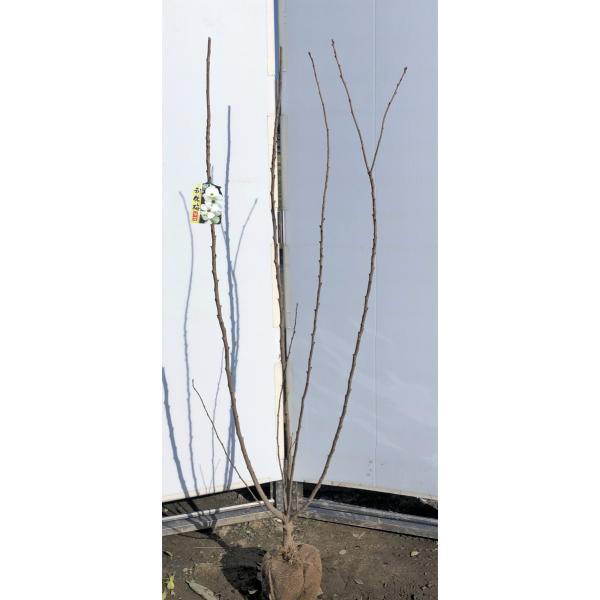 セール⭐️ 大株　花終わり値下げ 利休梅　白花　高さ約1.6m
