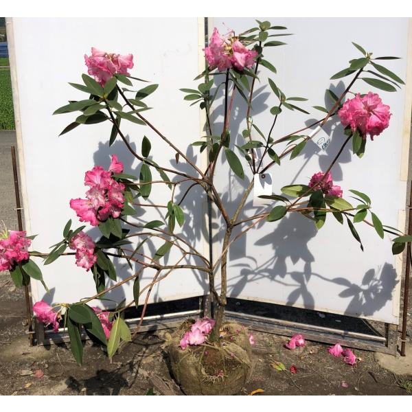 シャクナゲ/R.williamsianum/大株【現品発送】管理70658