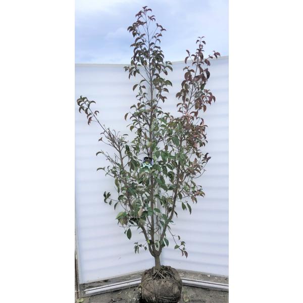 国内正規総代理店アイテム 常緑 ヤマボウシ 山法師 ホンコンエンシス 紅葉 花木 苗木 庭木 植木 記念樹 シンボルツリー 果実 食用可 種 苗 Www Sigweb Cl