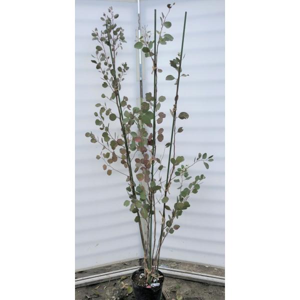 ポポラス 丸葉ユーカリ 株立ち 約1.9m 現品発送 特大株 植木 ポポラス 丸葉ユーカリ 株立ち 約1.9m 現品発送 特大株 植木