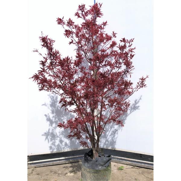 ハゴロモモミジ 約2メートル 赤色葉