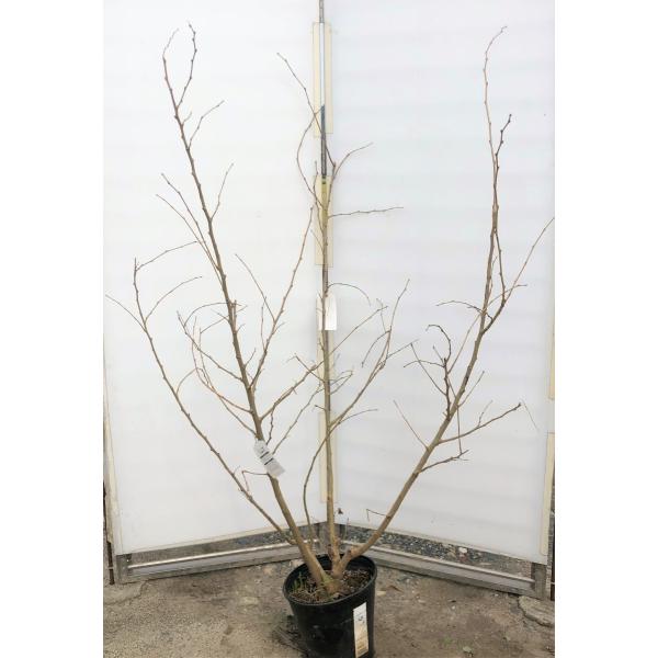 桑の木大樹・マルベリー10年・幹約10㌢