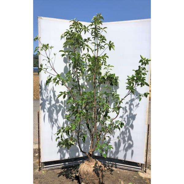 常緑ヤマボウシ 月光 5本株立ち 約2m 現品発送 特大植木苗木