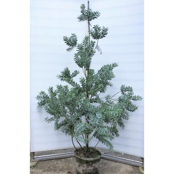 《現品》アカシア　ブルーブッシュ　樹高1.8ｍ（鉢含まず）41【コベニー/苗木】