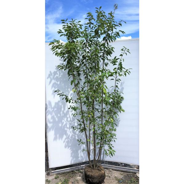 ソヨゴの木 株立ち 約2.3m 現品発送 美樹形株 特大株 植木苗木 赤い実