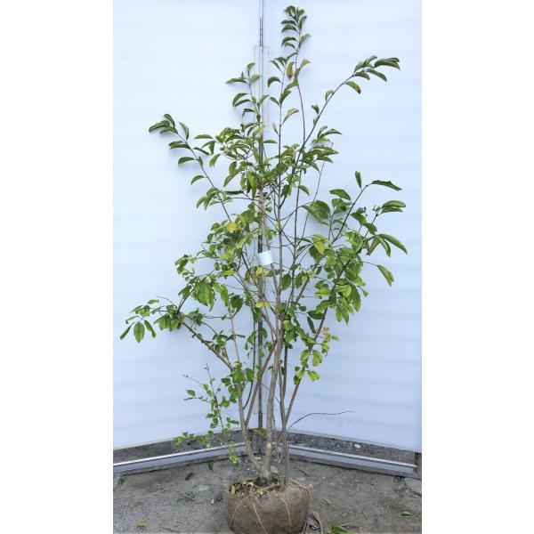 山採りツリバナマユミ 希少。切り戻し本株立2.7M(鉢底から)