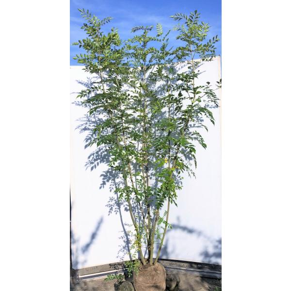 シマトネリコ/大株立ち【現品発送】管理70693 シマトネリコ/大株立ち【現品発送】管理70693 - メルカリ