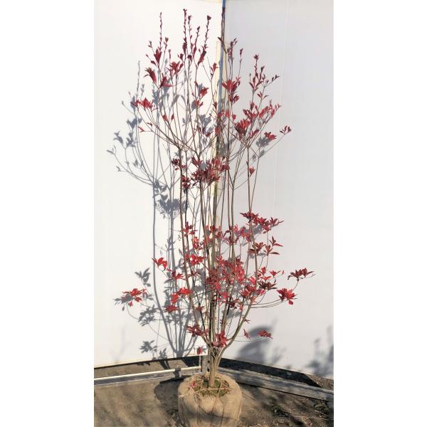 紅ドウダンツツジ 6本株立ち 約1.8m 現品発送 特大植木苗木 赤花