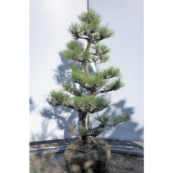 仕立て物 黒松 約70cm【盆栽/苗木/植木/庭木/日本庭園/赤松】126912 仕立て物 黒松 約70cm【盆栽/苗木/植木/庭木/日本庭園/赤松】126912