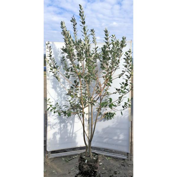 『まるちゃん様　確認用』フェイジョア daifukujyubyou_211316fay2421kf