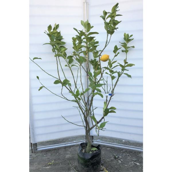 在庫僅少 実付き レモン苗木 ビアフランカ シチリア産 鉢 ビタミン 観葉植物 インテリア 住まい 日用品 その他 Www Cecop Gob Mx