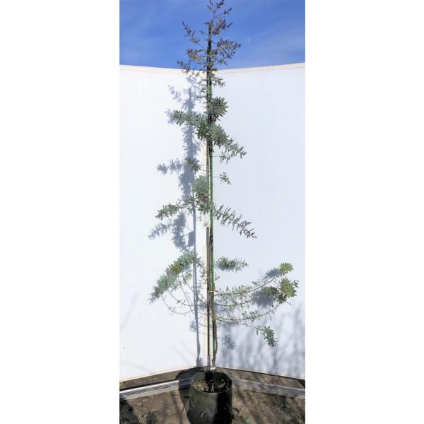 紫葉ミモザアカシア プルプレア 約2.7m 現品発送 超特大株 植木苗木