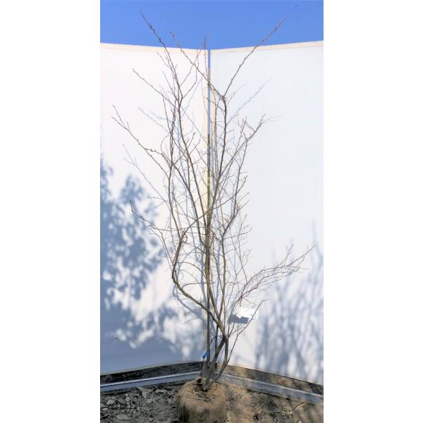 ナツハゼの通販 価格比較 価格 Com