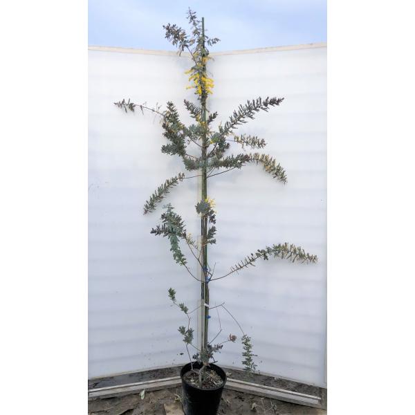 ミモザアカシア プルプレア ダークアイ 約1 7ｍ 現品発送 特大株 紫葉のギンヨウアカシア 常緑樹 送料無料 darkeye2119 大福樹苗園 通販 Yahoo ショッピング