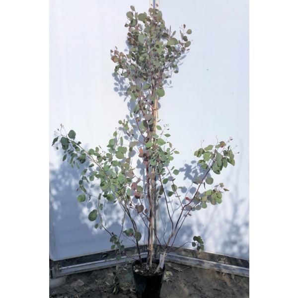ポポラス 丸葉ユーカリ 株立ち 約1.7m 現品発送 特大株 植木 ポポラス 丸葉ユーカリ 株立ち 約1.7m 現品発送 特大株 植木
