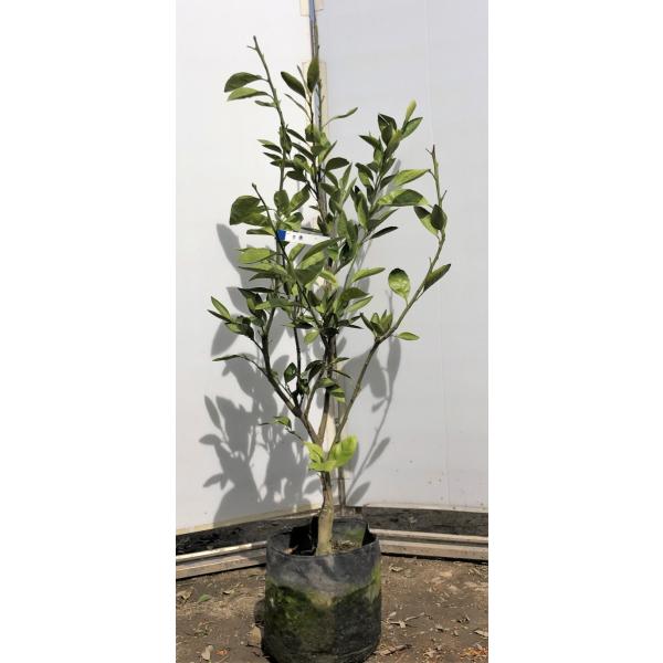 みかん 苗木の人気商品 通販 価格比較 価格 Com