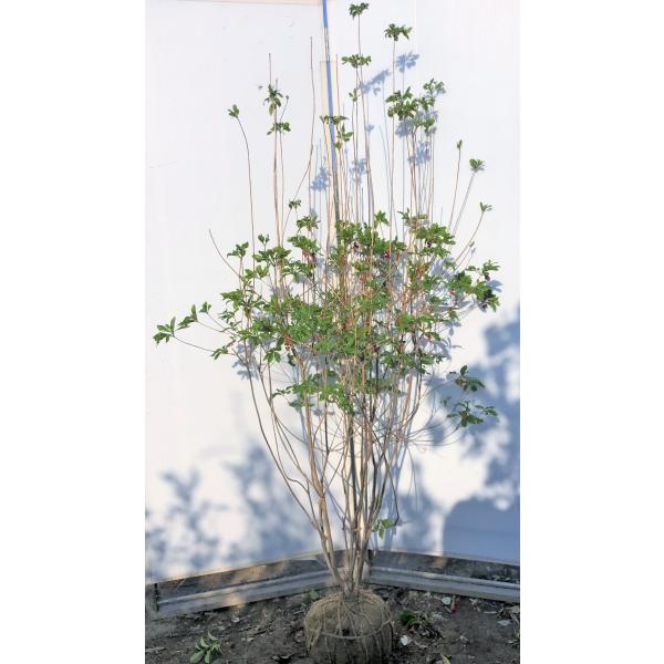 紅ドウダンツツジ 6本株立ち 約1.8m 現品発送 特大植木苗木 赤花