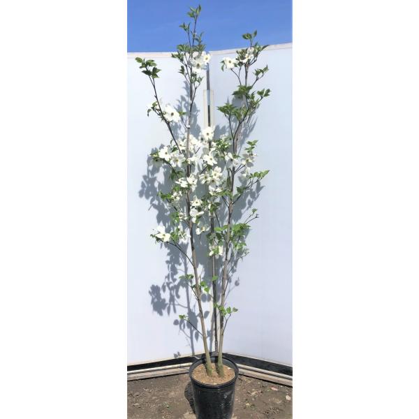 白花ハナミズキ 株立ち クラウドナイン 約2m 現品発送 大輪花の