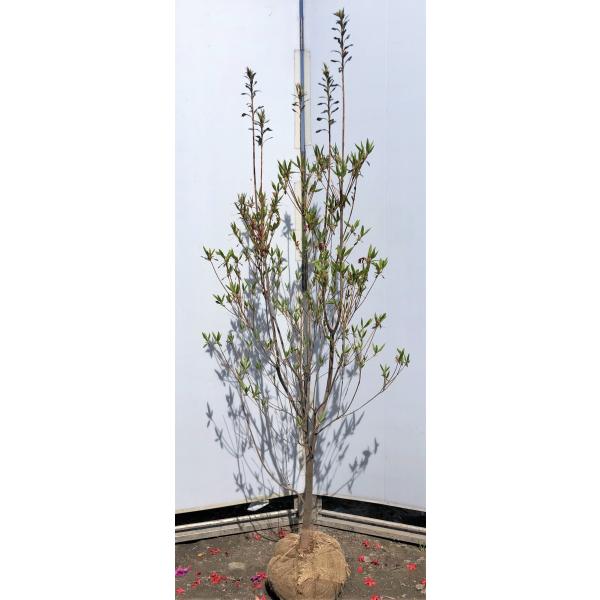 無二。。特大山採りミツバツツジ。 尾瀬マウンテンガイド・ミツバツツジ