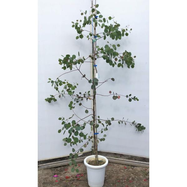 ユーカリの木 総合 Favofavoitems