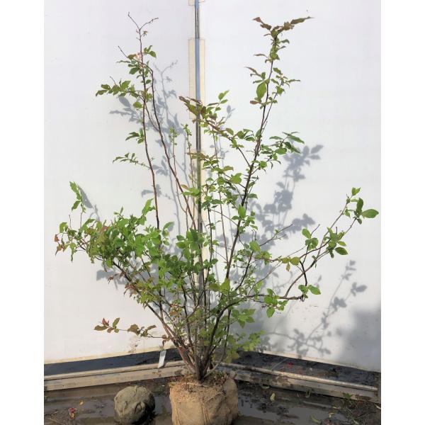 ナツハゼ 夏ハゼ 【茨城直接引渡し可】 N2504196 山採り ナツハゼ 夏ハゼ 【茨城直接引渡し可】 N2504197 山採り