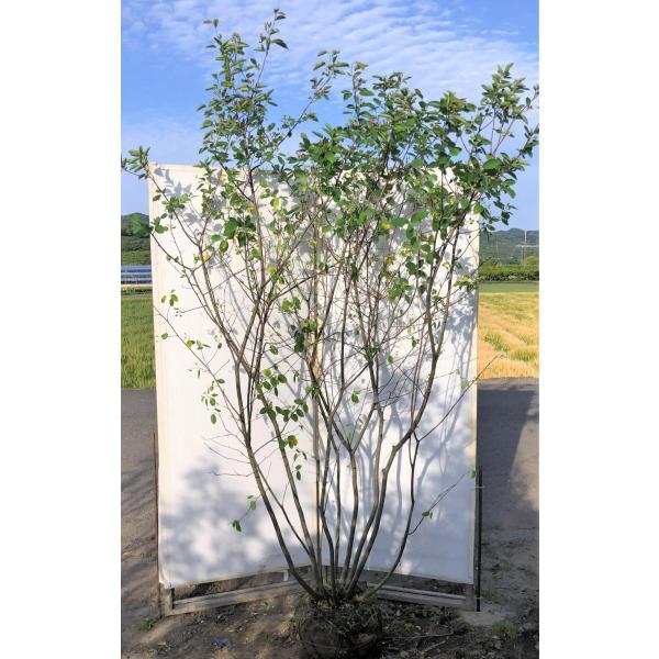 苗 ジューンベリー ラマルキーの人気商品 通販 価格比較 価格 Com