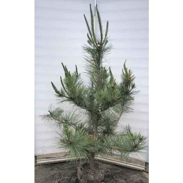 樹高 45cm 【黒松】