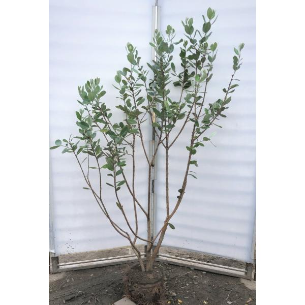 フェイジョア 株立ち 約1.7m 現品発送 特大植木苗木 常緑樹 送料 フェイジョア 株立ち 約1.7m 現品発送 特大植木苗木 常緑樹 送料