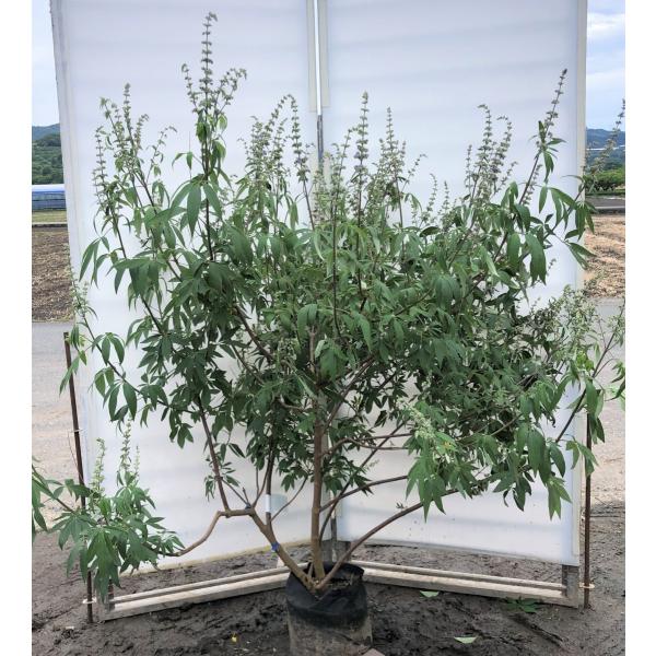 西洋ニンジンボク苗木　52センチ　大小セット 楽天市場】西洋ニンジンボク （ チェストツリー ） 12cmポット苗