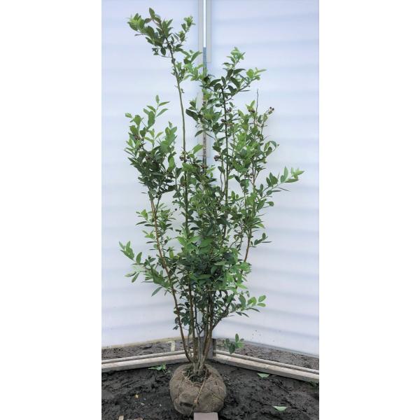 植木 盆栽 ブルーベリーの人気商品 通販 価格比較 価格 Com