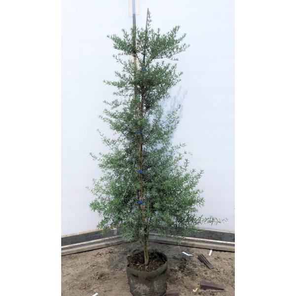 植木 盆栽 四季咲きの人気商品 通販 価格比較 価格 Com